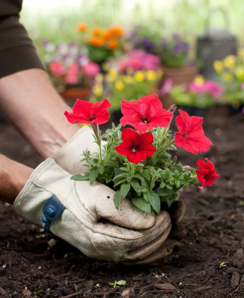 Flower Planting Services Serving Mequon, WI
