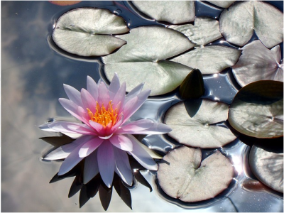 Backyard Pond Installation