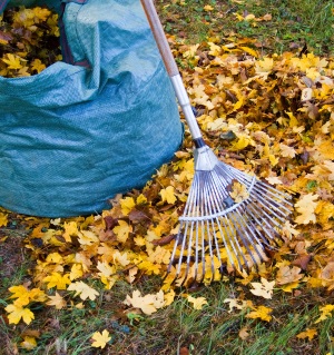 Fall Cleanup Service Mequon