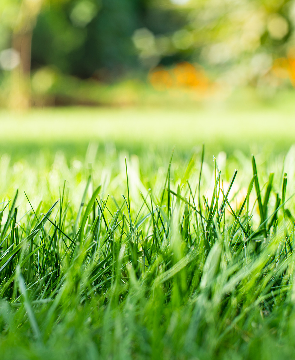 Lawn Seeding & Grass Installation Serving Milwaukee