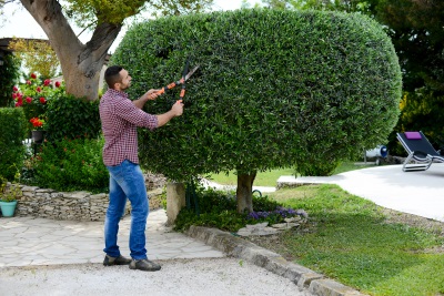 Tree Care & Pruning Ozaukee