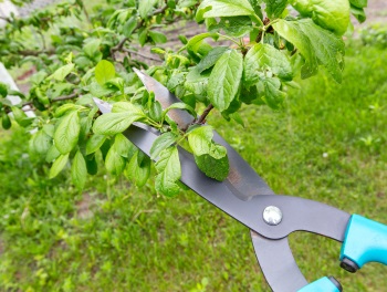 Complete Tree Pruning Services Mequon WI