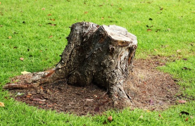 Ozaukee County Tree and Tree Stump Removal