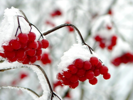 Winter Landscaping Tips in Southeast Wisconsin
