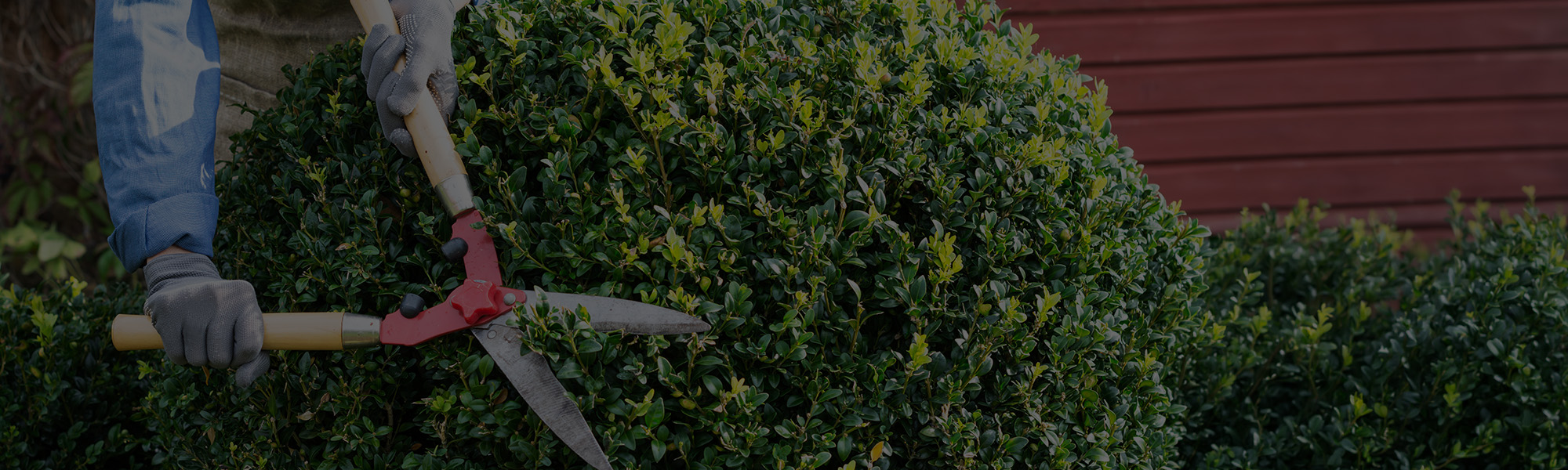 Tree Thinning & Pruning Services in Mequon