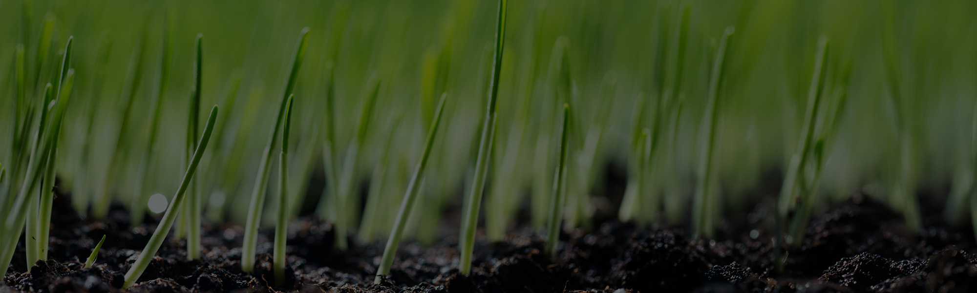 Lawn Seeding & Grass Installation Serving Milwaukee