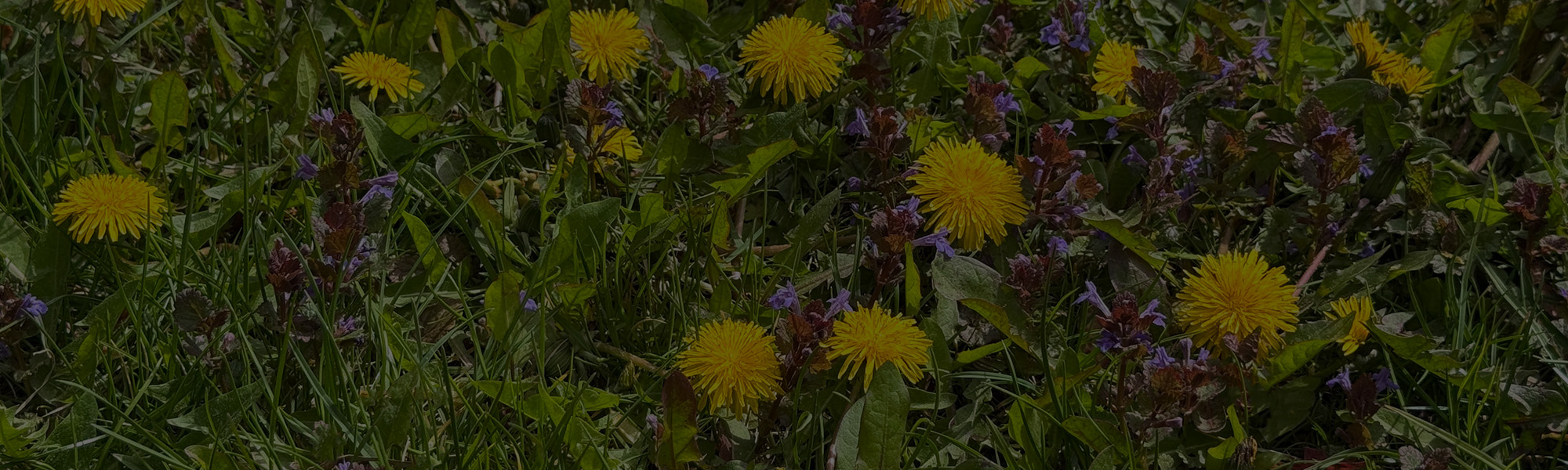 Weed Control & Landscape Maintenance in Mequon, WI